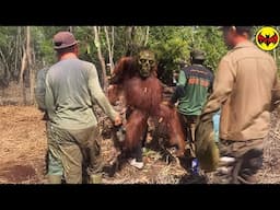 Top 10 Strangest Animals Ever Caught on Camera in the Jungle