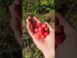 Found Some Chickasaw Plums!!  #foraging #palmettoprepared