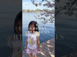 Cherry blossoms are in full bloom 🌸 #peace #spring #minivlog