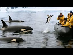 10 Times Sea Animals Did Something No One Saw Coming