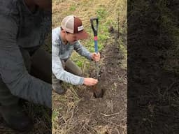 How to plant a bareroot tree