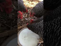 CHICKENS... GOT MILK?     #shorts #chickensonmilk  #funnychickens #funnychickenvideos