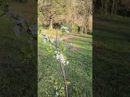 Bumblebee pollination in my cherry orchard.  #garden #fruitplant #farmlifebestlife