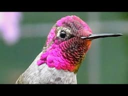 Cute Hummingbird Bathing in My Kitchen Window on HANGING Endless Water Fountain Birdbath Soda Bottle