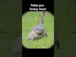 Turkey Hunt with .30 cal PCP #hunting #shorts