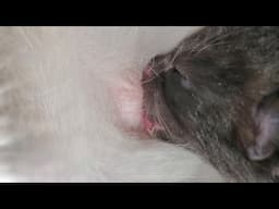 Momma cat 2 day old kittens adorable upclose footage