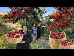 10000 CHERRIES! Harvesting Cherry, Making Jam and Stuffed Grape Leaves for Lunch