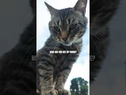 IF CATS COULD TALK