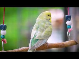 Adorable Budgies Chirping and Playing in the Garden!