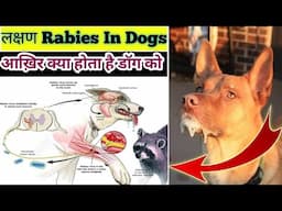 Rabies Symptoms In Dogs || कैसे पता करें Dog को रेबीज़ है या नहीं 🤔 ? || Rabies के लक्षण क्या है 🤔
