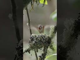 Hummingbird nest close-up