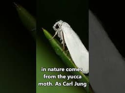 Carl Jung's Theory of Archetypes and the Yucca Moth  #carljung #archetypes  #depthpsychology