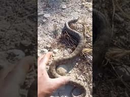 The scariest snake i incountered most venomous one too #snake #venom #farmlife #tending #viralshorts