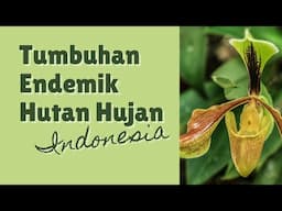 8 Tumbuhan Endemik Hutan Tropis Hujan indonesia #tumbuhan #endemikindonesia #hutanhujantropis