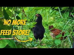 I Planted a Food Forest for My Chickens (No More Feed Store!)
