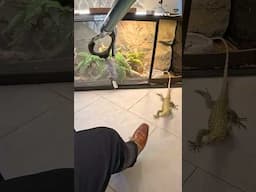 Quince Monitor🦎#quincemonitor #monitorlizard #lizard #lizards #reptiles #animals #pets #fyp
