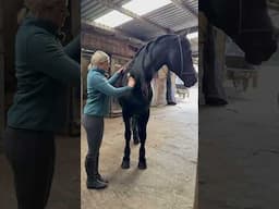 This is a world famous horse!