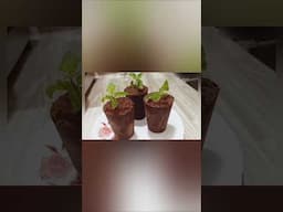 Planter Cake that you can eat! | खाने वाला गमला केक | Trending Chocolate Pot Cake