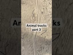 What Florida animal made these tracks? Part 4