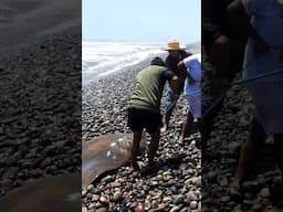 Una sorpresa gigante emerge del mar… y fue necesario unir fuerzas para sacarla