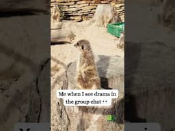 Club Meerkat