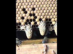 I took the queen and the bees did this. #bees #beehive #honeybees #australia #honey