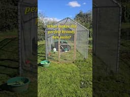 The Perfect Broody Hen Suite #broodyhen #chickenbreeding #chickens #chickenrun