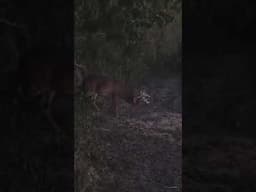 GIANT KENTUCKY WHITETAIL