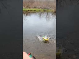 JERKBAIT SMASH 💥 #trout #troutfishing #creekfishing