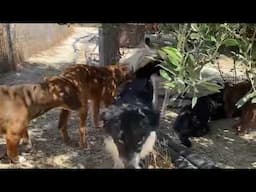 Animals Have Empathy! Look How the Others Care For the Blind Mathilda!  - Takis Shelter
