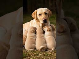 dog business #shorts #puppy #doglover #dogshorts