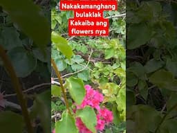 year of the Snake talaga.....