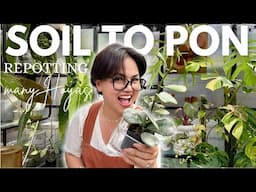 Hoya Repots & Beyond - A Chill Plant Session