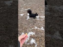 Feeding A Squirrel 🐿️ 🥜 | Lauren In Real Life #Shorts