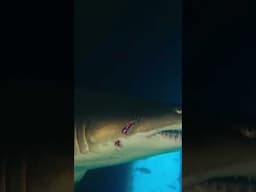 Sandtiger Shark With Fishing Hook