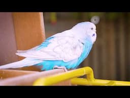 Exciting Singing budgies turn sad budgies into happy ones