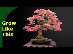 How to Learn Bonsai at an Exhibition (German National Show 2025 Chemnitz)