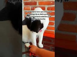 el secreto de pandita 🙀😿✨🐾 #cosasdegatos