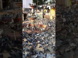 Feeding Pigeons at Dadar Kabootar Khana in Mumbai 🕊