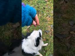 Teach Dog Focused Heel with this Simple Trick! #shorts