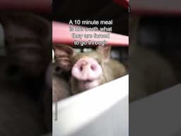 Is a 10-minute meal worth what the animals go through? 💔