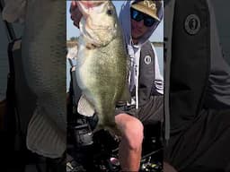 Look at that BELLY!🤯 #kayakbassfishing