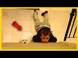 🎬🐕FULL Funniest DRAMATIC DOG Meltdowns That Deserve an Oscar 🤣