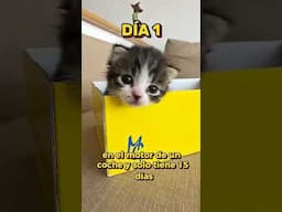 ENCONTRÉ UN GATITO ABANDONADO