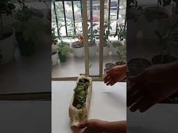 triangle heart propagation/repoting plant