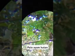 POIN AYAM HUTAN UKLIK BULLPUP