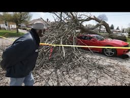 'BUMBLEBEE" CRUSHED: Storm wreaks havoc and crushes two vehicles with one tree