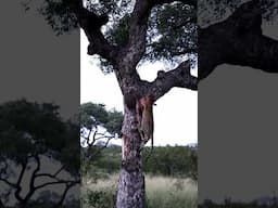 Leopard and Prey Fall from Tree After Failed Hoist!