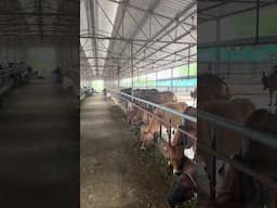 Cow Dairy farm in Open Housing System #agri #dairyfarming