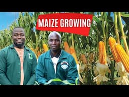 How To Grow Maize and Make Millions In 3 Months